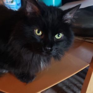 Meet your Posher, Kim